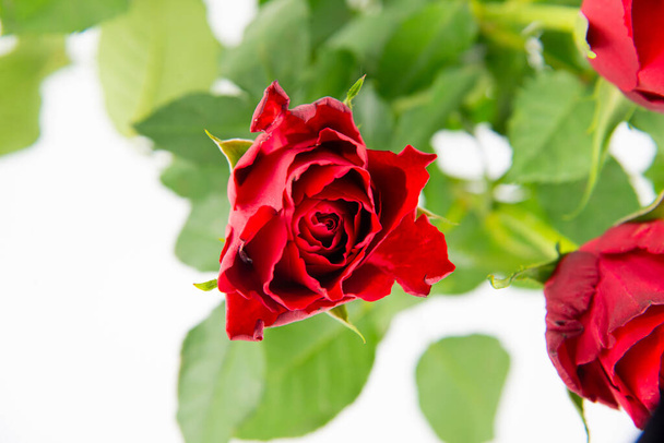 白を背景に上から緑色の葉を持つ赤いバラの花のクローズアップ. - 写真・画像