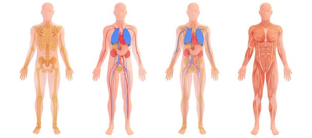 3d иллюстрация внутренних органов и костей, естественный цвет. Четыре различных анатомических изображения. - Фото, изображение
