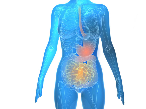 Blue transparent 3d illustration of internal organs and bones. Anatomical digestive system on white background. - Photo, Image
