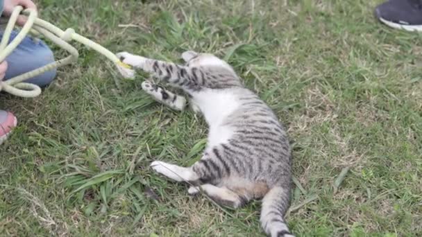 Ένα παιδί παίζει με ένα γατάκι το καλοκαίρι στο γρασίδι. - Πλάνα, βίντεο