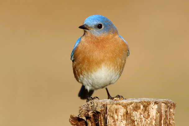 mužské východní modrý pták - Fotografie, Obrázek