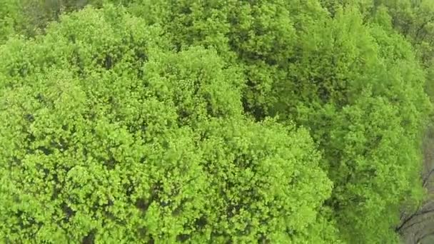 Vuelo sobre la madera con corona verde. Vista superior aérea
 - Imágenes, Vídeo