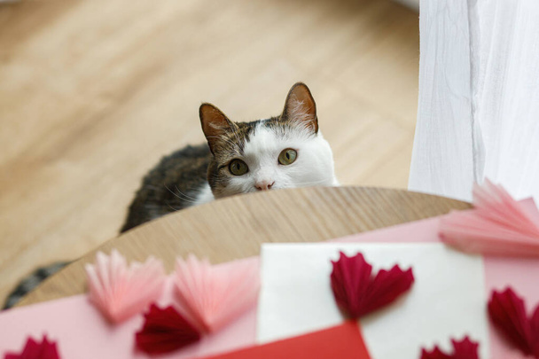 Cute cat looking at red and pink hearts on wooden table. Valentine holiday preparations with adorable kitty helper. Happy Valentine's day! Pet and love concept - Photo, image