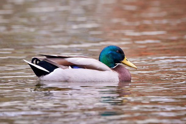 Mallard Male Duck swimming in a lake ( Anas platyrhynchos ) - Zdjęcie, obraz