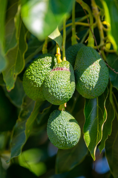 Avocado verde maturo che pende sull'albero, pronto per essere raccolto, piantagione di avocado a Cipro - Foto, immagini