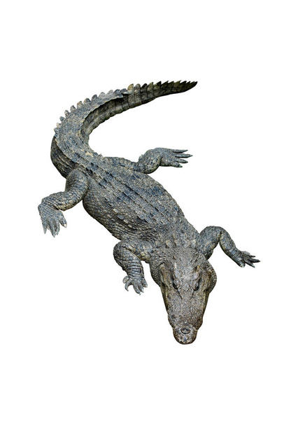 Thai freshwater crocodile or Siamese crocodile (Crocodylus siamensis), top view, isolated on white background. - Fotografie, Obrázek