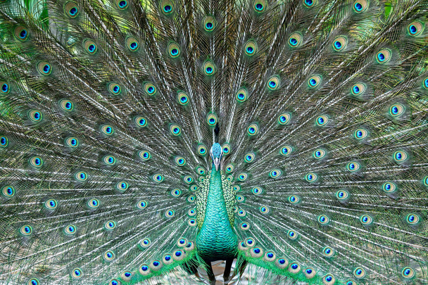 Indian male peacock. Peacock shows its colorful plumage - Fotografie, Obrázek