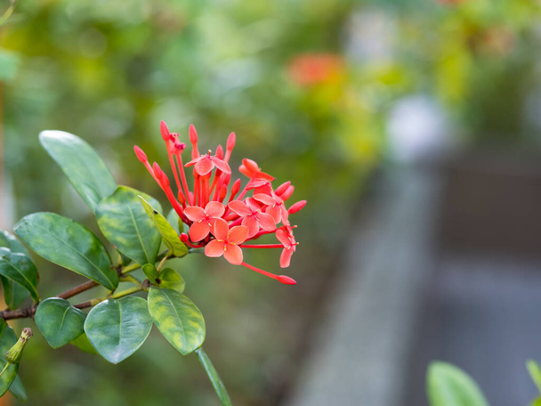 red Ixora with blur background - Photo, Image