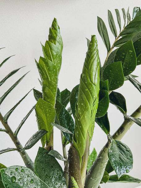 Zamioculcas zamifolia - dollar tree. Jewel of Zanzibar The tree is said to be auspicious. Suitable for decorating your home and office. - Valokuva, kuva