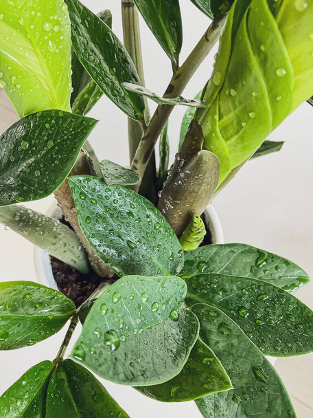 Zamioculcas zamifolia - dollar tree. Jewel of Zanzibar The tree is said to be auspicious. Suitable for decorating your home and office. - Foto, Imagem