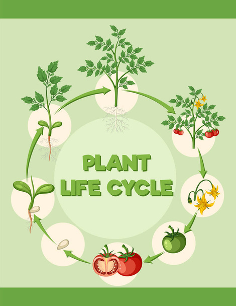 Cykl życia ilustracji schematu rośliny pomidora - Wektor, obraz