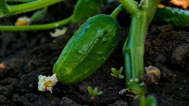A ripe large green cucumber lies on the bed. Growing vegetables in the open ground. Picking cucumbers in the summer. Vitamin vegetables to the table. Healthy eating - Valokuva, kuva