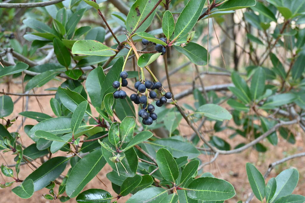 Yeddo hawthorn ( Rhaphiolepis indica ) berries. Rosaceae evergreen shrub. Grows in coastal areas, white flowers bloom in early summer, and berries ripen to purple-black in autumn. - Zdjęcie, obraz