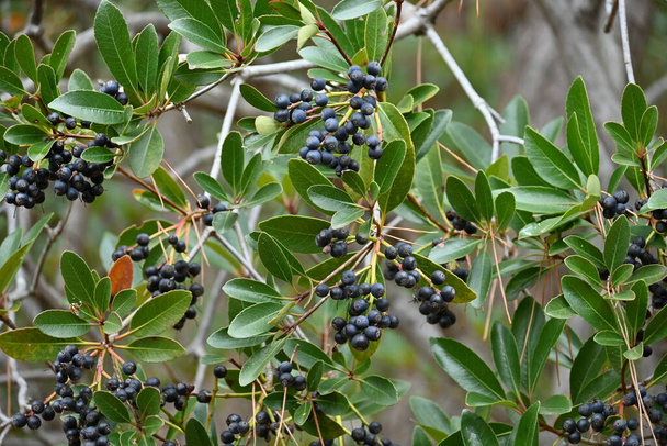 Yeddo hawthorn ( Rhaphiolepis indica ) berries. Rosaceae evergreen shrub. Grows in coastal areas, white flowers bloom in early summer, and berries ripen to purple-black in autumn. - Foto, immagini