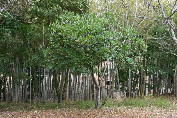 Yeddo hawthorn(Raphiolepis inda)果実。バラ科常緑低木。沿岸部で成長し、初夏に白い花を咲かせ、秋には果実が紫黒に熟します。. - 写真・画像