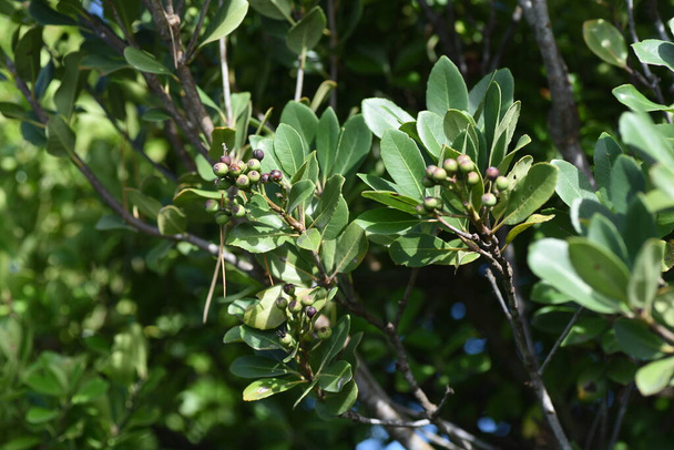 Yeddo hawthorn ( Rhaphiolepis indica ) berries. Rosaceae evergreen shrub. Grows in coastal areas, white flowers bloom in early summer, and berries ripen to purple-black in autumn. - Fotó, kép