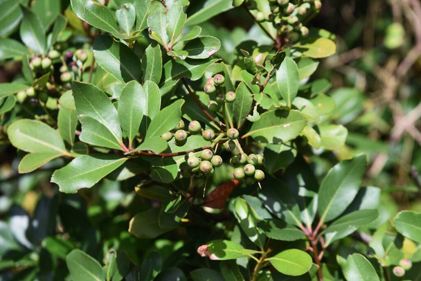 Yeddo hawthorn ( Rhaphiolepis indica ) berries. Rosaceae evergreen shrub. Grows in coastal areas, white flowers bloom in early summer, and berries ripen to purple-black in autumn. - Foto, afbeelding