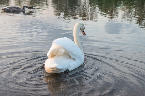 池の白鳥 - 写真・画像