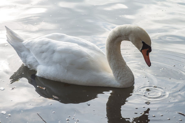 Swan in the pond - Фото, зображення