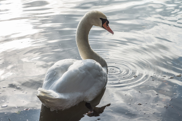 cisne en el estanque - Foto, Imagen