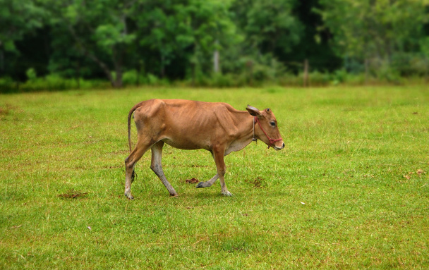 kráva v Laosu - Fotografie, Obrázek