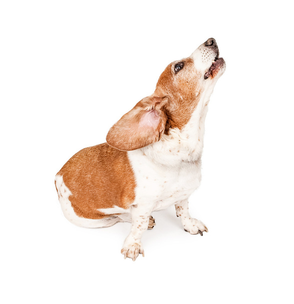 Basset Hound Dog Howling - Foto, Imagen