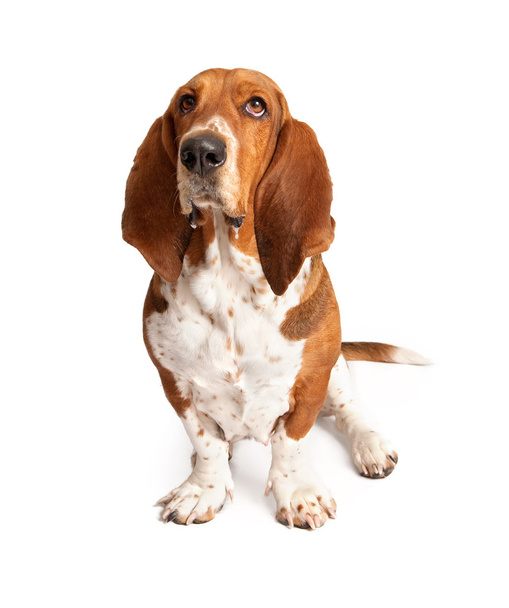 Basset Hound Dog ślinotok - Zdjęcie, obraz