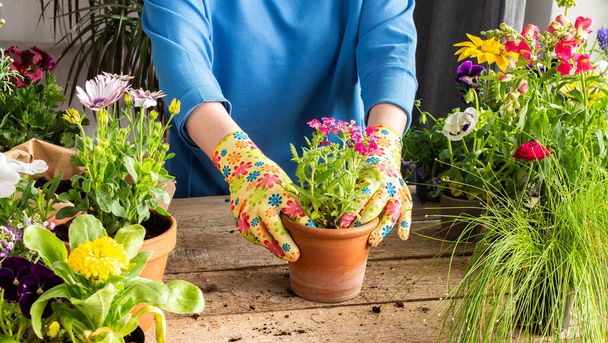 Decoración de primavera de un balcón o terraza con flores, mujer trasplantando una flor de Verbena en una olla de barro, jardinería casera y pasatiempos, diseño biofílico - Foto, imagen