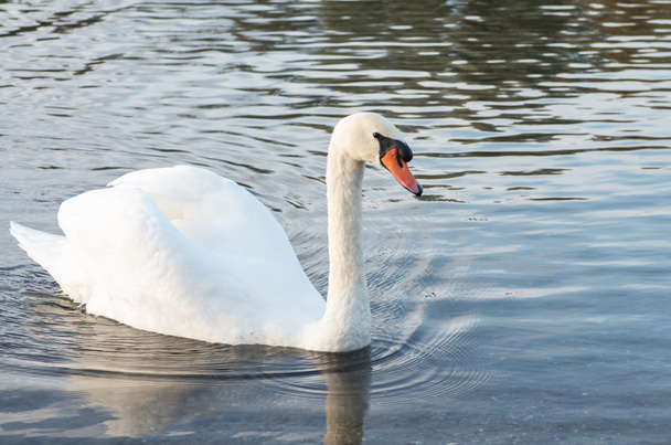 cisne en el estanque - Foto, Imagen