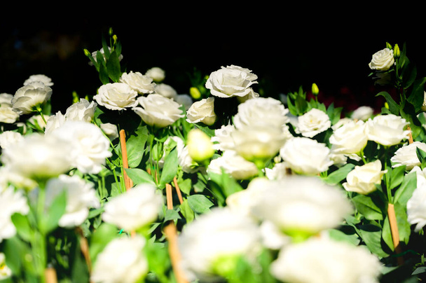 チェンマイ県コピースペースのある庭の白い蓮の花. - 写真・画像