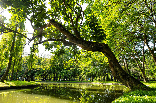 Shady Public Park in Chiang Mai Province, Thailand. - Foto, imagen