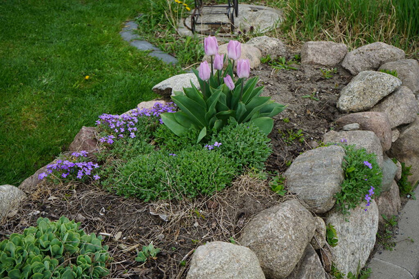 ラベンダーピンクのチューリップ「キャンディプリンス」と青の花4月に庭でオーブリエタ × カルトラムの花を咲かせます。チューリップ(Tulipa)はユリ科チューリップ属の花です。ドイツ・ベルリン  - 写真・画像