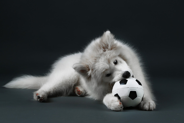 Lovable Samoyed dog playing with ball on dark background - Foto, afbeelding