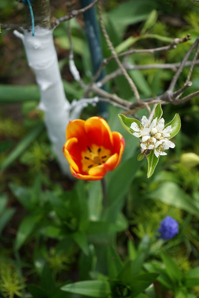 Flowering branch of columnar pear tree, Pyrus communis "Obelisk" and Triumph tulip "Kees Nelis" yellow-red in the garden in spring. Pyrus communis, the common pear, is a species of pear in the family Rosaceae. Berlin, Germany - Φωτογραφία, εικόνα