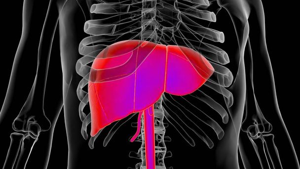 Human Anatomy internal organs liver anatomy For medical concept 3D Illustration - Foto, afbeelding
