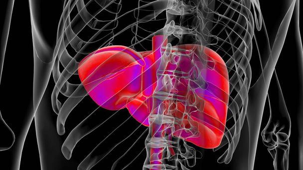 Анатомия внутренних органов человека Анатомия печени Для медицинской концепции 3D Иллюстрация - Фото, изображение