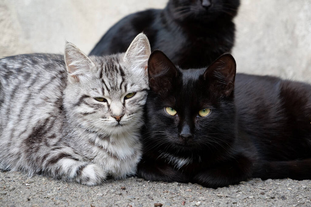 Дві смішні кошенята, сірі і чорні, прив'язані один до одного і дивиться на камеру
 - Фото, зображення