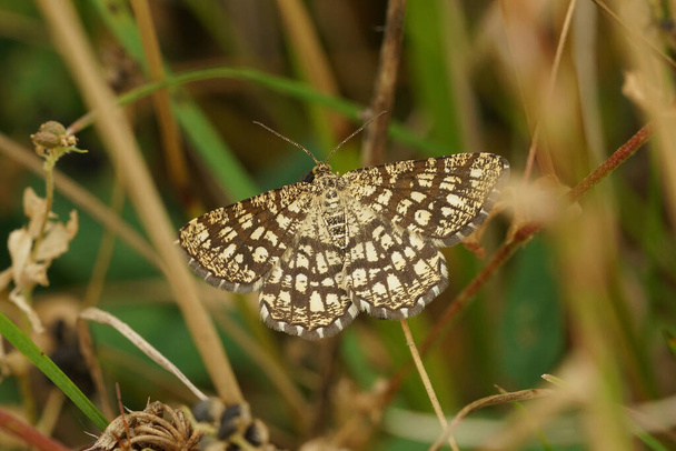 Natural close up on the beautiful checkered colors of Latticed Heath, Chiasmia clathrata with spread wings - Photo, image