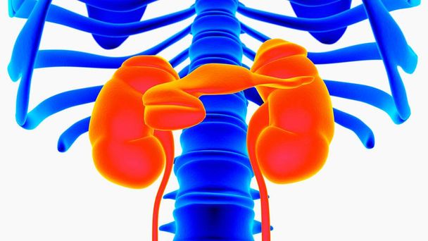 Human kidney anatomy for medical concept 3D illustration - Valokuva, kuva