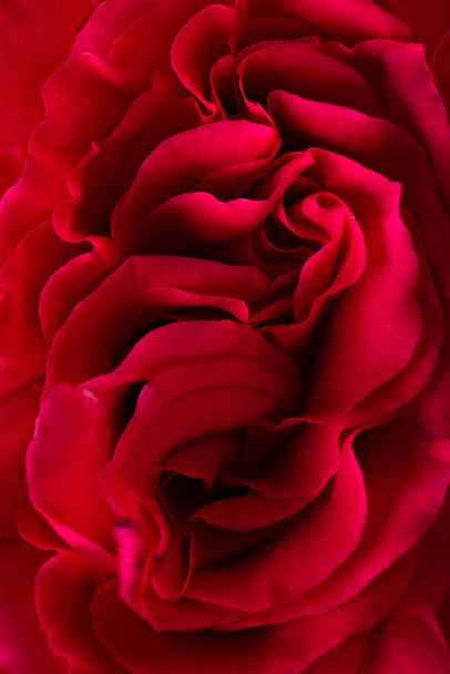 Erotic metaphor. Rose bud with petals resembling vulva. Beautiful flower as background, closeup. High quality photo - Foto, afbeelding