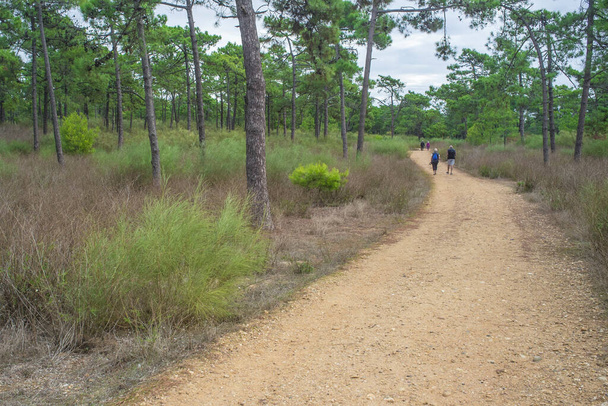Two elder couples walk at forest trail. Healthy active ageing concept - Foto, Imagem