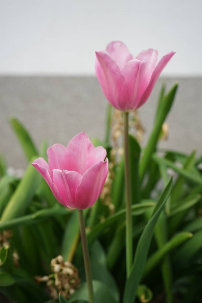 春には庭の勝利ピンクのチューリップ。チューリップ(Tulipa)はユリ科チューリップ属の花です。ドイツ・ベルリン  - 写真・画像