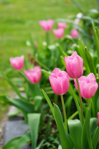 Triumph pink tulips in the garden in spring. The tulip, Tulipa, is a member of the lily family, Liliaceae. Berlin, Germany  - Foto, afbeelding