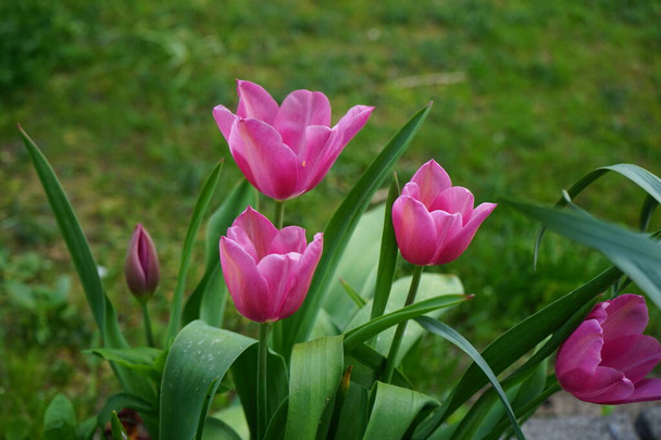 Riemuvoitto vaaleanpunainen tulppaanit puutarhassa keväällä. Tulppaani Tulipa kuuluu Liliaceae-sukuun. Berliini, Saksa  - Valokuva, kuva