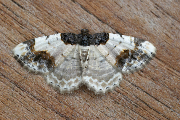 Detailed closeup on a colorful the scorched carpet geometer moth, Ligdia adustata, with spread wings on wood - Foto, afbeelding