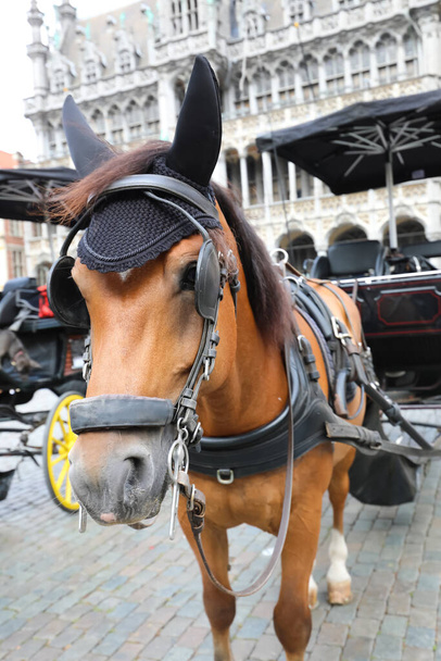 Przewóz i koń z migaczami w Bruksela Belgia Europa - Zdjęcie, obraz