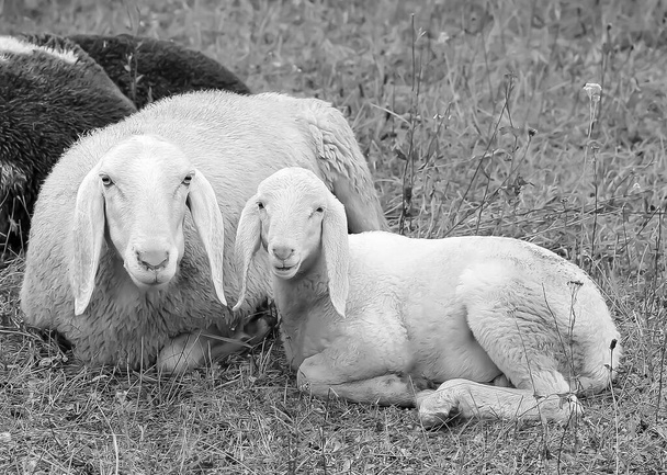 cordeiro com sua mãe no meio do rebanho de ovelhas - Foto, Imagem