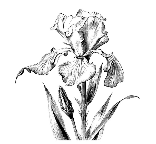 Ирис цветок эскиз ручной гравировки стиль векторной иллюстрации - Вектор,изображение