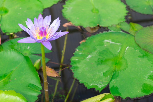 Lotus in heißem Quellwasser kocht - Foto, Bild