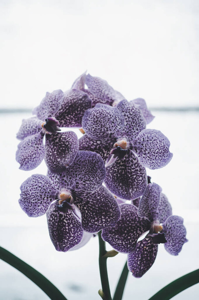 орхидеи красивые цветы, цветущие весной, украшают красоту природы - Фото, изображение